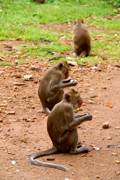 थायलंडच्या जंगल वर माकडी — स्टॉक फोटो, इमेज