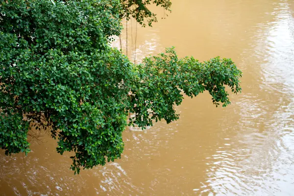 Река в джунглях — стоковое фото