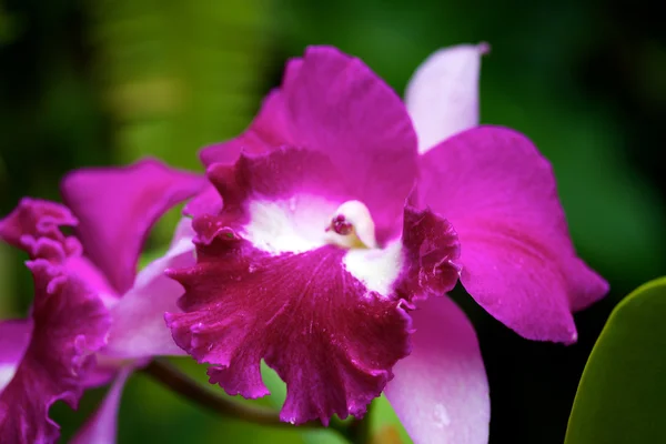 Orkidén blommar — Stockfoto