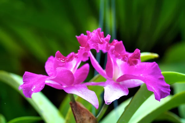 Fioriture del Orchid — Foto Stock