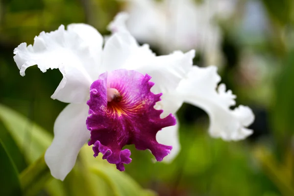 Орхідеї розквітає — стокове фото
