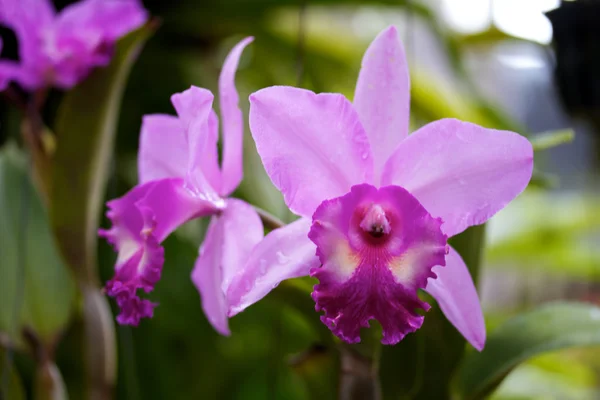 Орхідеї розквітає — стокове фото