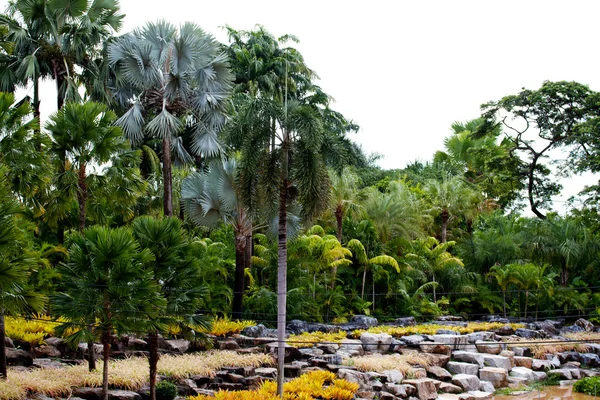 Τροπικός Βοτανικός Κήπος nongnooch, pattaya — Φωτογραφία Αρχείου