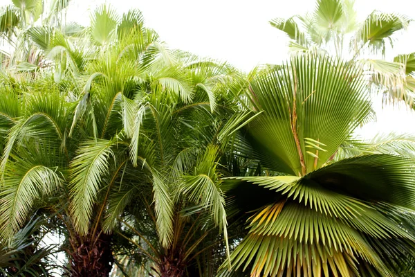Palmiye ağacı üzerinde Tayland güneyinde — Stok fotoğraf
