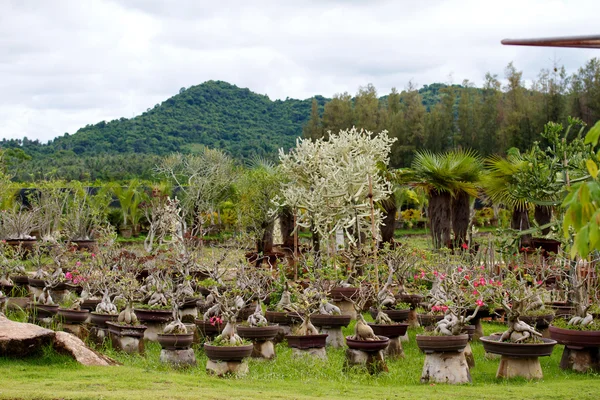 Nongnooch тропічний ботанічний сад, Паттайя — стокове фото