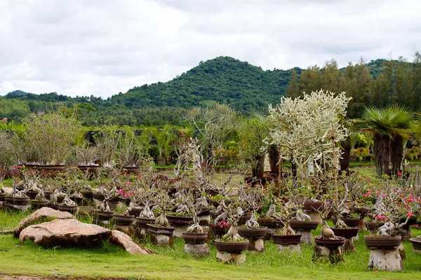 Nongnooch tropischer botanischer Garten, Pattaya — Stockfoto