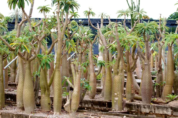 stock image Nongnooch Tropical Botanical Garden, Pattaya