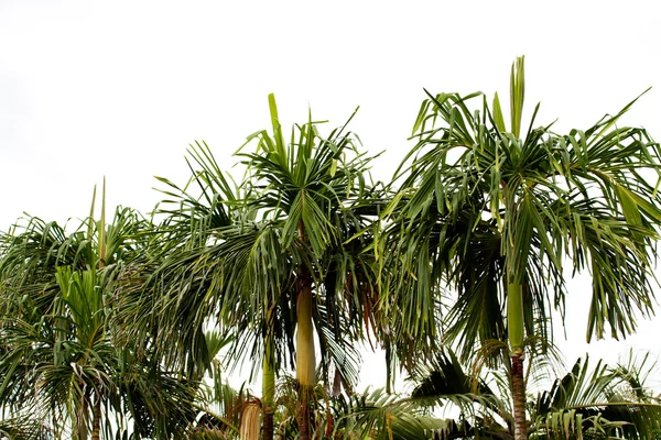 Palm tree on south of Thailand — Stock Photo, Image
