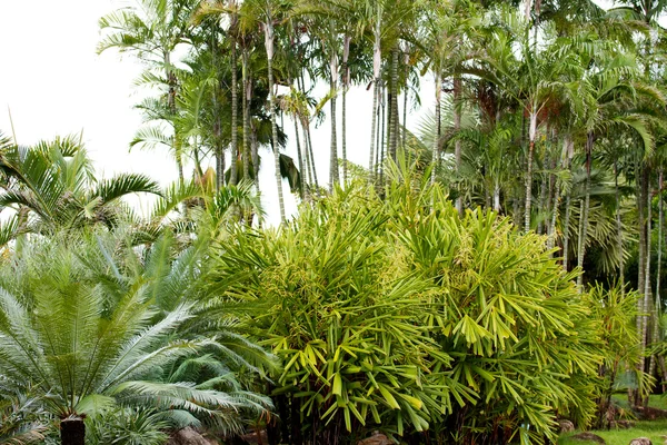 Palmowe drzewo w Tajlandii — Zdjęcie stockowe
