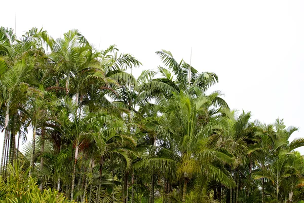 在泰国南部的棕榈树 — 图库照片