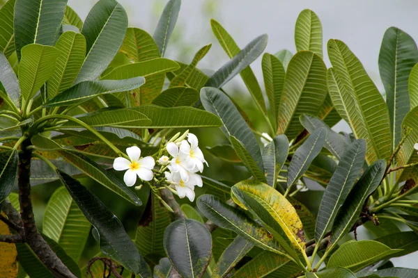 Frangipani (Plumeria) — Stockfoto