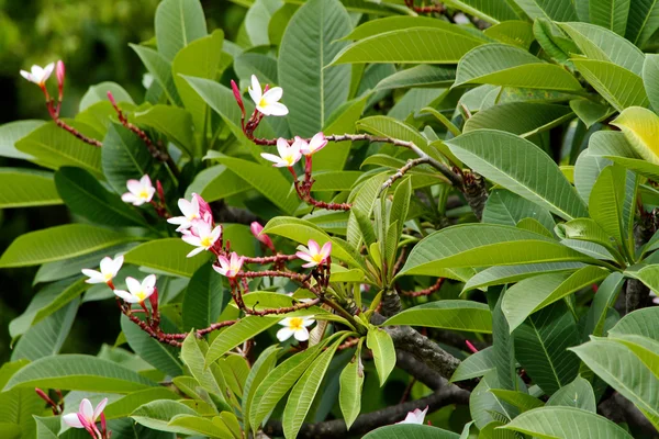 Frangipani (Plumeria) — Stockfoto