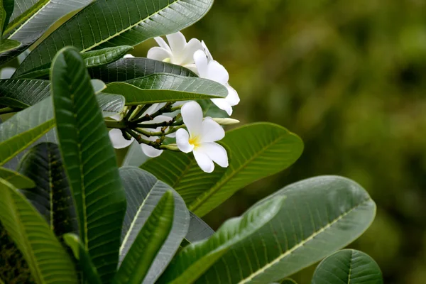 (Plumeria Φραντζιπάνι) — Φωτογραφία Αρχείου