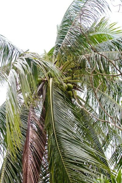 Primo piano della noce di cocco tropicale — Foto Stock