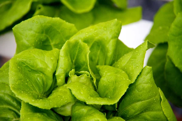 stock image Growing lettuce in rows in the vegetable garden