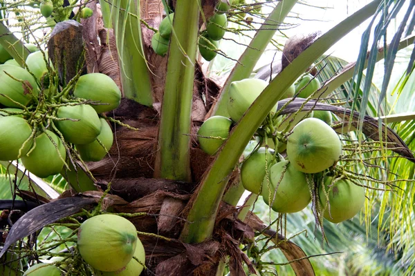 stock image Closeup of tropical coconut