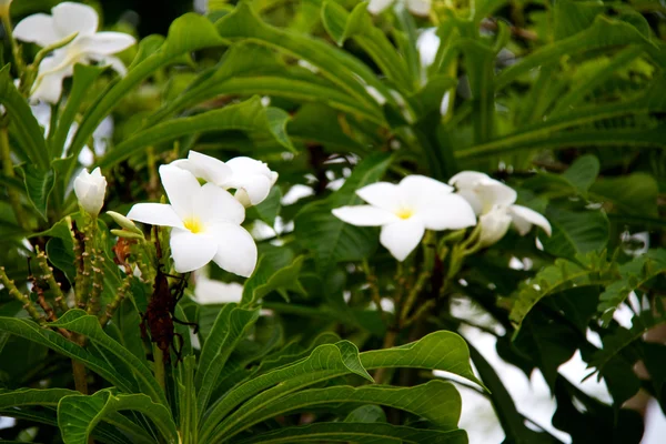Frangipani (Plumeria) — Foto Stock
