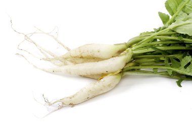 White radish on white background