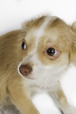 Beyaz arka planda chihuahua köpek yavrusu