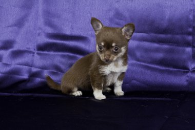 Chihuahua yavrusu