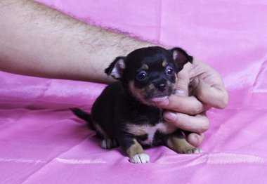 Chihuahua yavrusu