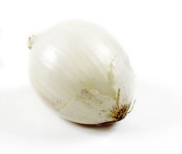Cipolla su sfondo bianco — Foto Stock