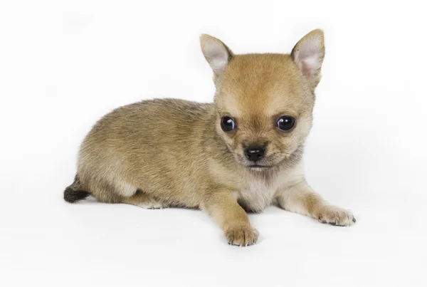 Chihuahua kiskutya fehér háttér — Stock Fotó