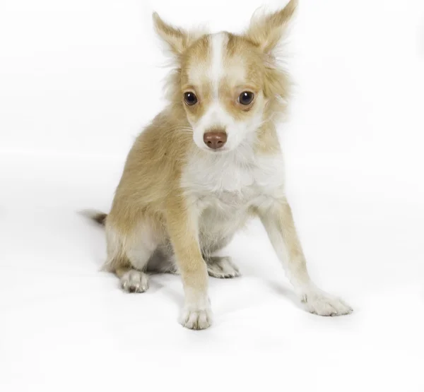 Chihuahua puppy on white background — Stock Photo, Image