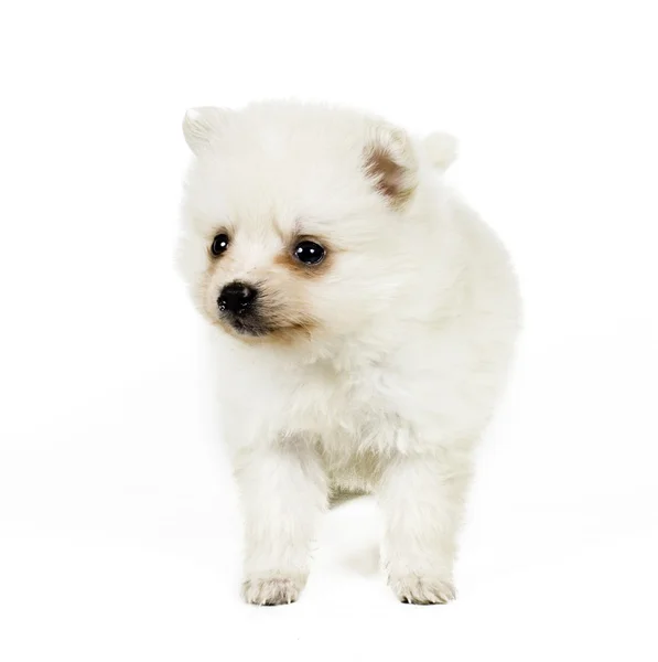 Pomeranian cão isolado em um fundo branco — Fotografia de Stock