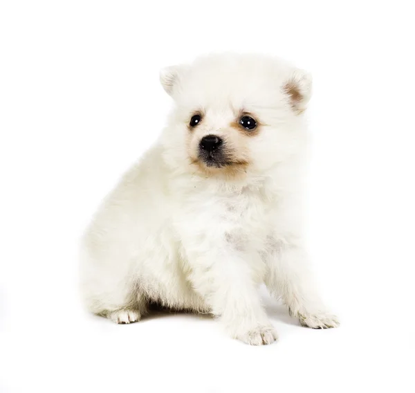 흰색 배경에 고립 pomeranian 개 — 스톡 사진