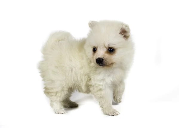 白い背景で隔離ポメラニアン犬 — ストック写真