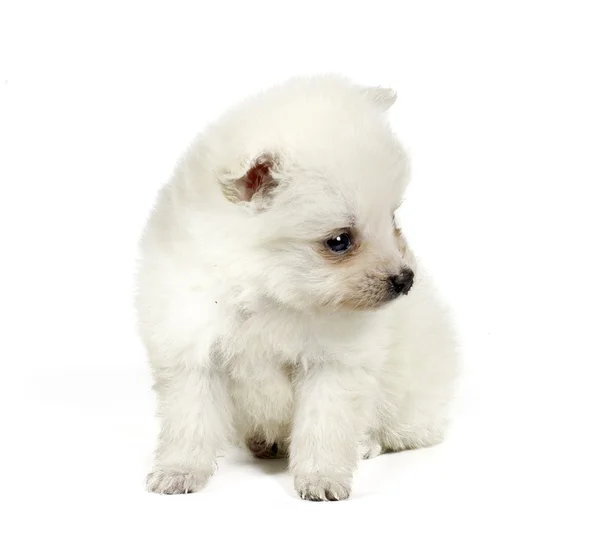 Cane di Pomerania isolato su sfondo bianco — Foto Stock