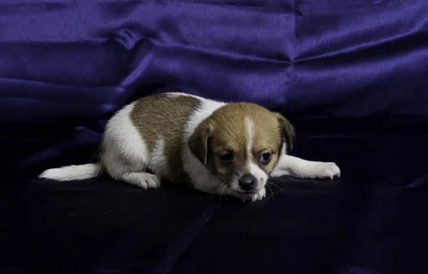 Cãozinho Chihuahua — Fotografia de Stock