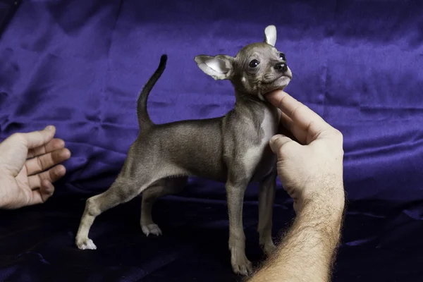 Terrier brinquedo russo — Fotografia de Stock