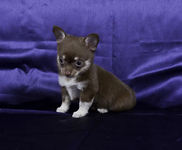 Chihuahua pup — Stockfoto