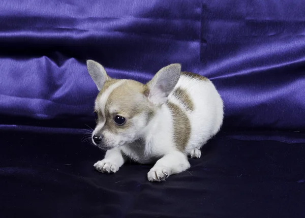 Chihuahua hvalp - Stock-foto