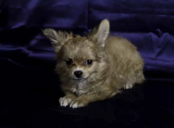 Chihuahua puppy — Stock Photo, Image