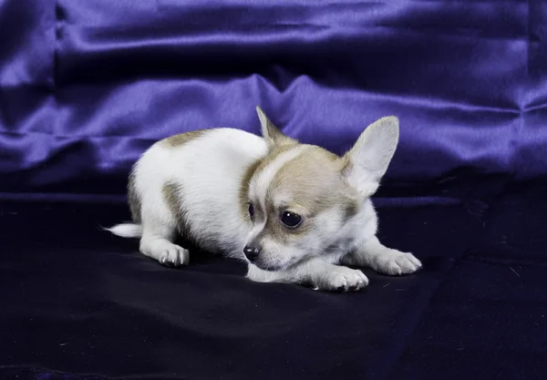 Szczeniak Chihuahua — Zdjęcie stockowe