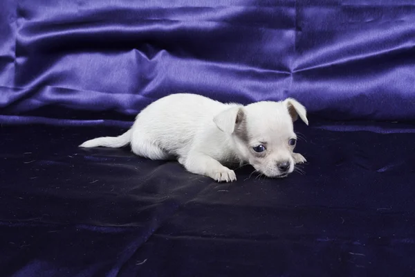 Chihuahua cucciolo — Foto Stock