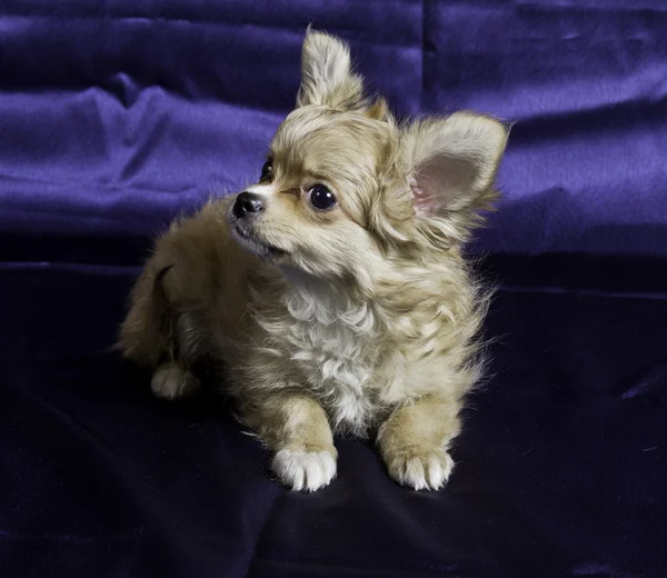 Chihuahua yavrusu — Stok fotoğraf