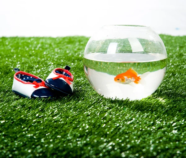 Маленький аквариум и детская туфелька — стоковое фото
