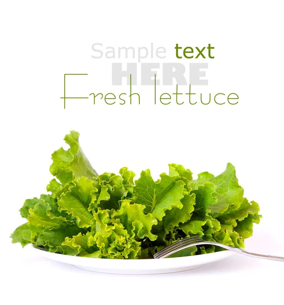 Lettuce on a white plate — Stock Photo, Image