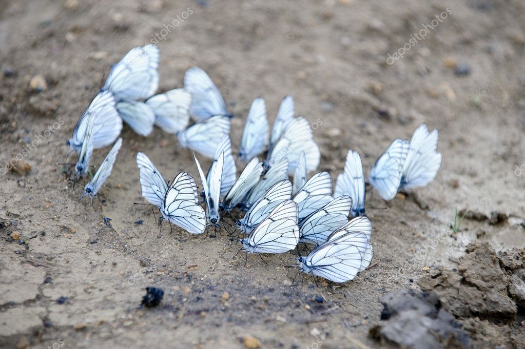 Group of butterflies — Stock Photo © mahout #7074660