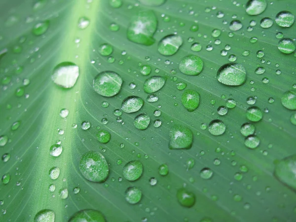 Hoja verde con gotas de agua — Foto de Stock