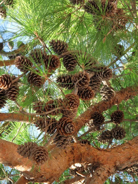 원추세포가 있는 살구나무 가지 — 스톡 사진