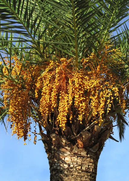 Palmiye ağacı tohumları ile — Stok fotoğraf