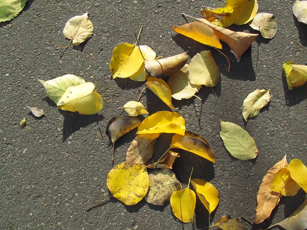 stock image Autumn leaves on pavement