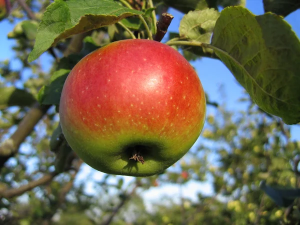 Leckerer Apfel — Stockfoto