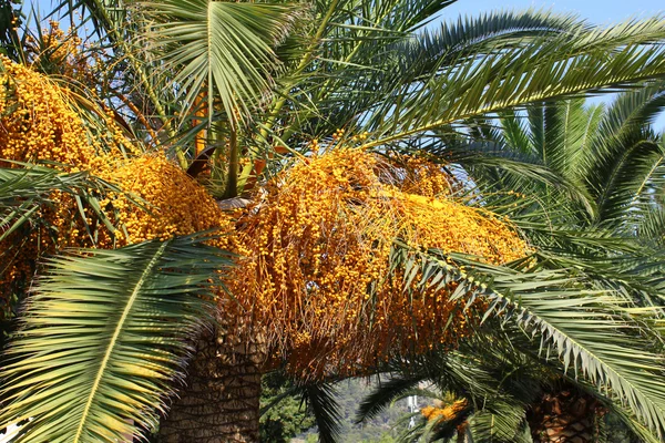 Palmträd med frön — Stockfoto