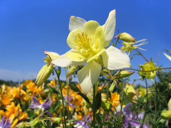 Hermosa flor (aquilegia) en jardín soleado —  Fotos de Stock